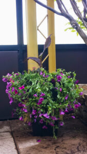 Turfwarz Toronto Landscaping 6 169x300